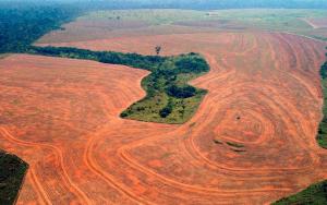 Хольцер приводит ужасающие последствия монокультуры в странах Латинской Америки, где ради наживы небольшой кучки людей уничтожаются тропические леса, и при этом масса населения живет впроголодь