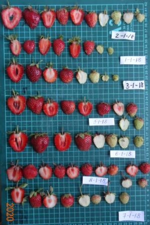 Ученым удалось выделить сорта, которые сочетают высокие вкусовые качества, оптимальный биохимический состав и стабильность показателей