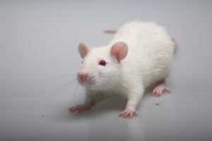 Развитие и прогрессия признаков болезни Альцгеймера у крыс OXYS связана со структурно-функциональными изменениями клеток нервной системы 