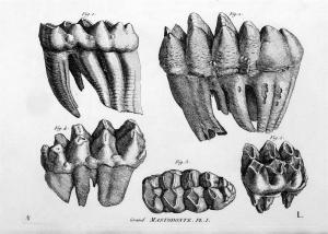 Гравюра с изображением зубов мастодонта была опубликована вместе с описанием Кювье в 1812 году
