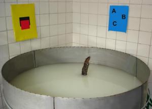 Поведение крыс анализировали с помощью водного теста Морриса, где животное должно было находить скрытую под водой платформу и забираться на нее