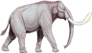 Mammuthus trogontherii — степной мамонт, или трогонтериевый слон