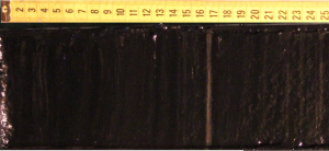 Поверхность вскрытого керна оз. Заповедное. На фоне темноокрашенных глин отчетливо виден слой светлого цвета, датируемый 1908-1910 гг. Предоставлено Ф. Дарьиным.
