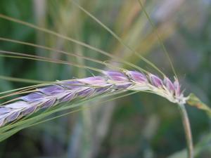 Группа под руководством д.б.н. Е.К. Хлесткиной изучает образцы эфиопской пшеницы. Это очень интересная культура, она имеет зерновки фиолетового цвета, обусловленного наличием антоцианов, которые также являются антиоксидантами.