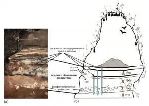  Осадки восточной галереи Денисовой пещеры, измененные кислыми фосфатными растворами (а) профиль; (б) схема. Голубыми стрелками показано направление просачивания растворов из разновозрастных горизонтов гуано насекомядных летучих мышей