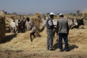 Обмолот пшеницы с использованием быков. Эфиопия. 2012 г