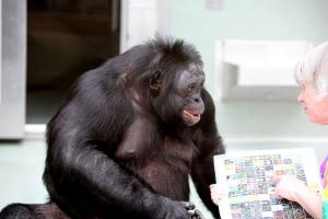  Эксперименты с шимпанзе-бонобо Канзи принесли много интересных, хоть и не всегда однозначных, результатов