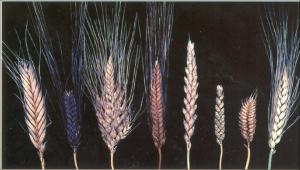 Колосья возделываемых видов пшениц – биоразнообразие рода Triticum