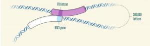Расположение в ДНК IRX3 (голубой) и FTO (темно-лиловый)