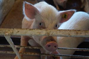 Некоторых свиней после проведения с ними хирургических манипуляций (например, имплантации искусственного клапана) будут отправлять обратно на ферму для дальнейших наблюдений