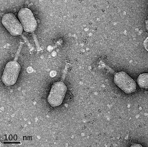 Бактериофаг ϕpp2 патогенных вибрионов V. parahaemolyticus и V. alginolyticus