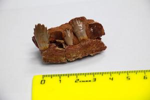 Зубы парейазавра, найденные в 2018 году. Фото предоставлено Палеонтологическим музеем Котельнича 