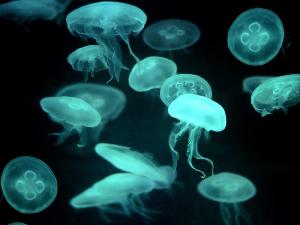 Изучить механизмы мутаций помогли эксперименты с медузами