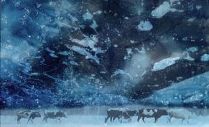 Якутский скот, полная история происхождения которого до сих пор неизвестна, обитает в северных широтах, в том числе и за Полярным кругом