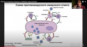 Схема противовирусного иммунного ответа