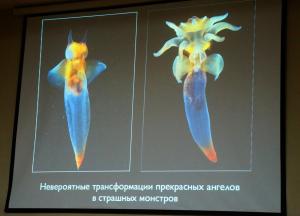  Александр Семенов — начальник водолазной службы Беломорской биологической станции МГУ и один из лучших в мире подводных фотографов