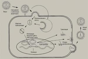 Жизненный цикл типичного представителя семейства ретровирусов, к которым принадлежит и ВИЧ-1