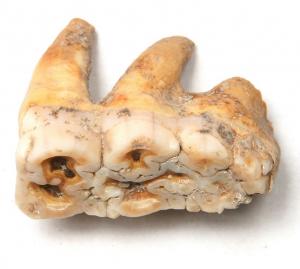 Зубы свиньи/кабана, найденные в навесе Мешоко. Фото предоставлено Сергеем Осташинским