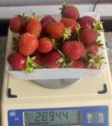 Ученые оценили сорта садовой земляники для Западной Сибири