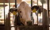 В Европе отмечается падеж крупного рогатого скота из-за применения ингибиторов метана