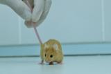 Исследование ученых ИЦиГ СО РАН может стать основой для понимания механизма наследования тревожности