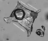 Российские ученые создали веб-приложение, способное расшифровывать состав микровключений в минералах