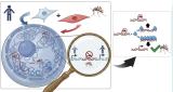 В ИЦиГ создали клетки человека, содержащие фрагменты генома комара