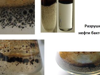 Новый способ очистки нефтяных скважин от пробок представили новосибирские ученые