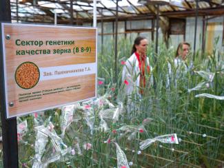 Мы единственные в России занимаемся генетическими исследованиями качества зерна пшеницы