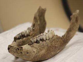 Ученые НГУ впервые провели исследования челюстей шерстистого носорога на компьютерном томографе