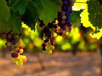 Почему бы нам не замахнуться на винную классику? 