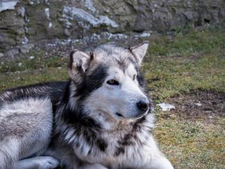 В Сибири нашли возможные древнейшие свидетельства одомашнивания собак