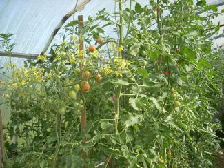 Сорта овощей селекции СибНИИРС неплохо показали себя на дачных участках в условиях «экстремального» сезона