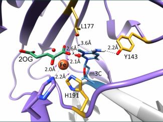 Активный центр диоксигеназы ALKBH3, связанной с поврежденной ДНК