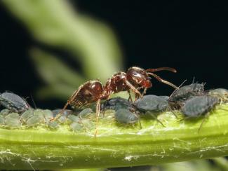 Ученые исследовали распределение поведенческих черт и когнитивных функций в колониях муравьев