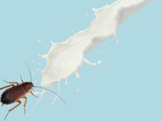 Кампания по популяризации еды из насекомых набирает обороты