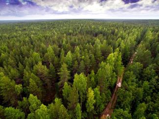Ученые предложили новые средства защиты хвойных лесов Сибири