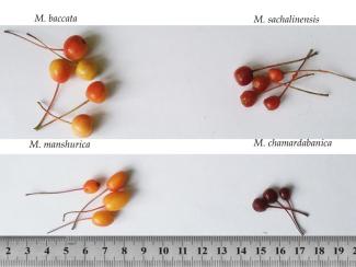 Восточносибирские яблони послужат источником полезных генов при создании новых сортов