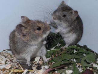 Ученые экспериментально показали, как ольхонская полевка становится новым видом