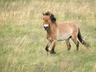 Ученые выяснили, почему одомашненные лошади так быстро распространились по Евразии