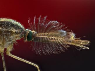 Пять экзотических способов умереть от укуса комара