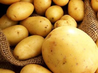 В Новосибирске создали устойчивый к засухе и паразитам сорт картофеля