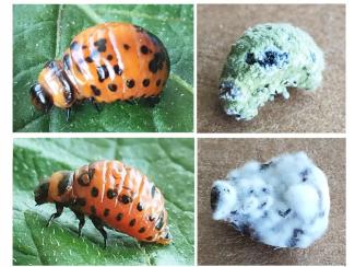 Ученые изучили гены, которые помогают вредителю справляться с болезнями