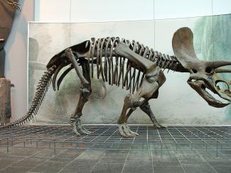 Отчего вымирали динозавры и другие представители древней фауны