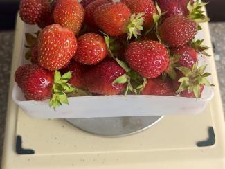 Ученые оценили сорта садовой земляники для Западной Сибири