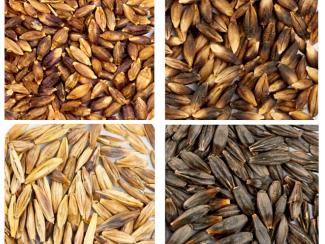 Представляем новость из свежего номера "Вавиловского журнала генетики и селекции" Представляем новость из свежего номера "Вавиловского журнала генетики и селекции"