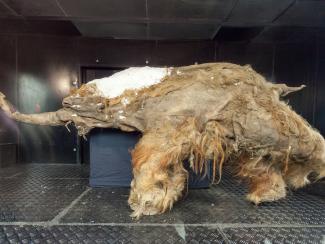Из кожи найденного в Якутии шерстистого мамонта возрастом 52 000 лет впервые удалось извлечь остекленевшие древние хромосомы