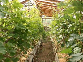 Виноградные плантации начинают захватывают «водочный пояс» Европы Виноградные плантации начинают захватывают «водочный пояс» Европы