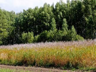 Сибирские ученые исследуют способы термической переработки биомассы