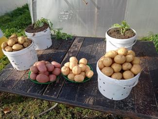 Ученые и семеноводы подводят итоги сезона для новых сортов картофеля